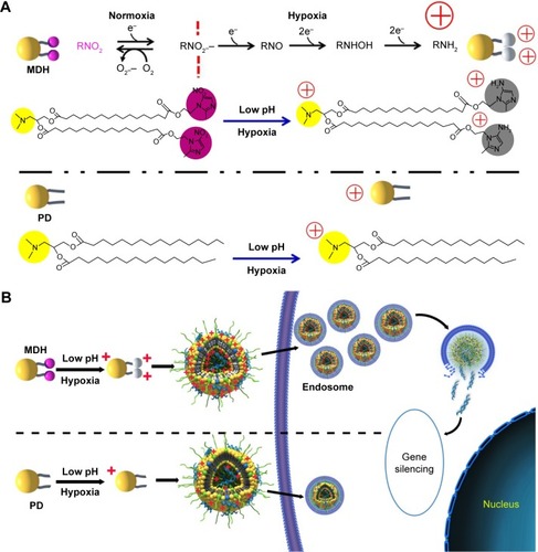 Scheme 1 Schematic illustration and proposed mechanism.Notes: (A) Schematic illustration of the mechanism of hypoxia and low-pH-induced increasing positive charges of malate dehydrogenase and (B) proposed mechanism of internalization in hypoxic and low-pH tumor microenvironment.Abbreviations: PD, Bis(palmitoyloxy)-3-(dimethylamino)propane; MDH, malate dehydrogenase.