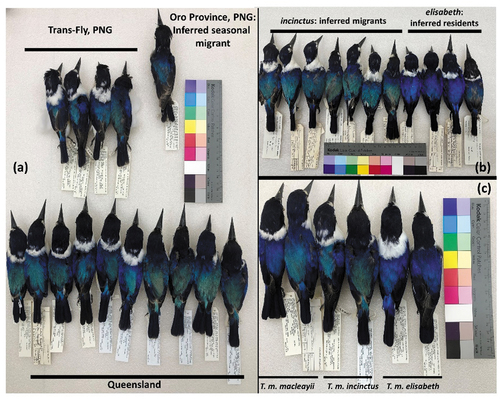 Figure 2. Phenotypic variation in Forest Kingfishers. (a) Specimens from Queensland (lower row), Trans-Fly, PNG (middle row) and an inferred migrant sampled in the Oro Province, PNG (ANWC B57716) (top right) all of which comprise Group B in Figure 1(b); (b) specimens collected in May-very early October from the Central Province PNG showing green-backed birds here argued to belong to inferred migrant T. m. incinctus and blue-backed birds argued to be resident T. m. elisabeth; (c) three pairs of representative specimens (male left and female right in each pair) of what we here conclude should be recognised as T. m. macleayii (left pair), T. m. incinctus (middle pair), and T. m. elisabeth (right pair).