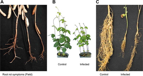 Fig. 1 (a) Symptoms of root rot caused by Fusarium sporotrichioides observed on soybean roots in commercial field in Melita, MB. (b) Non-infected soybean plants (cv. 24–10 RY) (right) and artificially infected plants showing significant reduction in shoot length (left). (c) Difference between control plants cv.24–10RY (left) and artificially infected plants (middle and right)