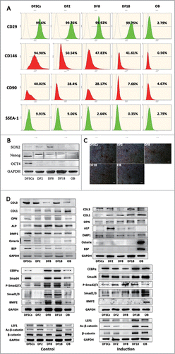 Figure 6. (A and B) Embryonic properties of 3 sub-clones were evaluated by FCM and western blot. (C) Calcium nodules were visualized using alizarin red after osteogenesis induction of DFSCs, 3 sub-clones and OB. (Scale bar: 100 μm) (D) Osteogenesis related protein levels were measured by Western blot analysis in DFSCs, 3 sub-clones and OB.