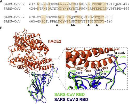 Figure 4 The RBM region of S proteins from SARS-CoV-2 and SARS-CoV alignment.Notes: (A) The six key amino acids in the S protein interacting with human ACE2 shown by black triangles. (B) Structural Alignment of the ACE2 recognition of RBD from SARS-CoV-2 and SARS-CoV. Human ACE2 (hACE2), SARS-CoV-2 RBD, and SARS-CoV RBD are in orange-red, blue, and green, respectively. Reprinted from Biochemical and Biophysical Research Communications, Vol 526/ Edition 1, Luan J, Lu Y, Jin X, Zhang L, Spike protein recognition of mammalian ACE2 predicts the host range and an optimized ACE2 for SARS-CoV-2 infection, Pages No.165–169, Copyright (2020), with permission from Elsevier.Citation64