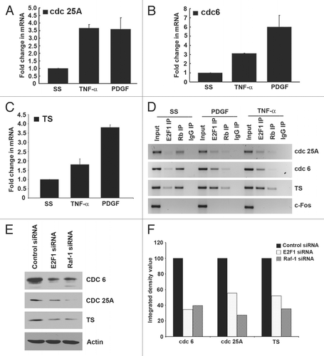 Figure 4 TNFα and PDGF induce E2F regulated genes in AoSMCs. (A) Treatment with TNFα and PDGF for 18 h led to 3.5- and 4-fold increase, respectively, in cdc25A gene expression in real-time PCR assays. (B) Treatment with TNFα and PDGF for 18 h led to 3.5- and 7-fold increase, respectively in cdc6 gene expression in real-time PCR assays. (C) Treatment with TNFα and PDGF for 18 h led to 1.8 and 3.8 fold increase, respectively in TS gene expression in real time PCR assays. (D) Treatment with TNFα or PDGF led to an increase in E2F1 and dissociation of Rb on the proliferative promoters cdc25A, cdc6 and TS in ChIP assays; c-fos was used as the negative control. (E) Western blots for cdc 6, cdc 25A and TS after Raf-1 and E2F1 depletion. (F) Densitometric analysis of the bands to quantify the western blot data.
