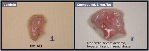 Figure 3. Acute induction of swelling/edema in postmortem evaluation of rat skin specimens. Representative examples of rat skin specimens excised postmortem 3 h after single subcutaneous dose of vehicle (left panel) or a compound (right panel) that was found to induce injection site reactions in sub-chronic studies.