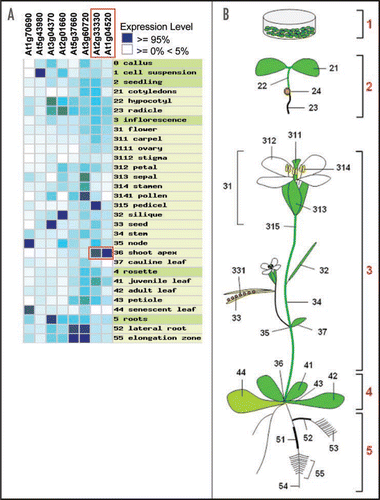 Figure 1 Plant-wide tissue expression profiles for the PDLP1 family. (A) Heat-map representation of the public expression data (www.genevestigator.ethz.ch) for the Arabidopsis PDLP1 gene family. High expression in the shoot apex was seen for At2g33330 and At1g04520 (red boxes). (B) Tissues sources tabulated in (A).