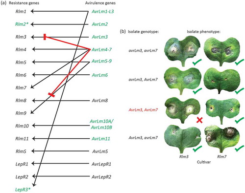 Fig. 1 (Colour online) Interaction of Leptosphaeria maculans avirulence genes and Brassica resistance genes. (a) Fifteen resistance genes have been identified; two of which have been cloned (green). Eight of the corresponding avirulence genes have been cloned. Of these, AvrLm1-L3, AvrLm4-7 and AvrLm5-9 have dual specificity, recognised by two different resistance genes. The AvrLm10-Rlm10 interaction involves two avirulence genes (AvrLm10A/AvrLm10B). (b) The AvrLm4-7 gene is epistatic over AvrLm3 and AvrLm9 (represented by red lines in (a)). When the avirulent allele of AvrLm7 is present, isolates will be virulent towards Rlm3 (b) or Rlm9, regardless of the genotype at the AvrLm3 and AvrLm9 locus, respectively.