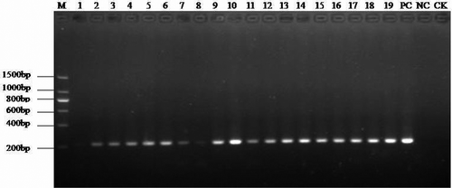 Fig. 2. Nested PCR detection results of suspected SCWL samples. M: Marker; Lanes 1–19: samples from No. BS1–BS19; PC: Positive control; NC: Negative control; CK: Blank control.