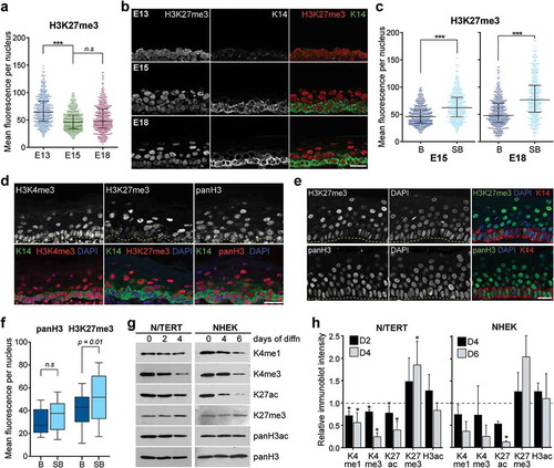 Figure 4. H3K27me3 is highly enriched in differentiated suprabasal cells. (a) Mean fluorescence intensity per nucleus in basal cells of E13, E15, and E18 epidermis for H3K27me3. Four hundred and eighty nuclei were analysed per condition. Bars show the median and interquartile range. ***p < 0.0001, n.s: not significant; one-way ANOVA Sidak’s multiple comparison test. (b) Images of a set of E13, E15, and E18 epidermis stained for K14 and histone H3K27me3. Scale = 25 μm. (c) Mean fluorescence intensity per nucleus in basal versus suprabasal cells in E15 and E18 epidermis for H3K27me3. Bars show the median and interquartile range. 459-480 nuclei were analysed per condition. ***p < 0.0001; two-tailed unpaired t-test. (d) Representative images of PN1 epidermis stained for H3K4me3, H3K27me3, or panH3. Scale = 25 μm. (e) Normal adult human epidermis stained for H3K27me3 or panH3. Scale = 25 μm. (f) Quantification of mean fluorescence intensity per nucleus of H3K27me3 or panH3 staining in basal versus suprabasal cells in normal adult human epidermis, N = 40 per condition. Statistical analysis performed using two-tailed unpaired t-test, n.s: not significant. (g) Western blots for specific histone H3 modifications in immortalized human keratinocytes (N/TERT) after 0, 2 and 4 days, and primary human keratinocytes (NHEK) after 0, 4 and 6 days, of induced differentiation (diffn). (h) Quantification of immunoblot signals relative to Day 0 of differentiation after normalization to panH3. n = 4 for N/TERT and n = 2 for NHEK. Bars show standard deviation. *p < 0.05, two-tailed paired t-test.