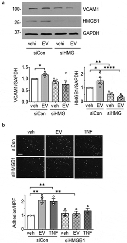 Figure 8. HMGB1 silencing in VSMC attenuates EC EV-induced inflammation. (a). VSMC were infected with adenovirus encoding either 100 MOI HMGB1 siRNA or 100 MOI control siRNA for a period of 72 h then incubated with EC EVs (5 x 108 particles) for 6 hours and expression of HMGB1, VCAM-1 and GAPDH was determined by Western blot analysis (n = 5). (b). VSMCs depleted of HMGB1 for at least for 48 h as above were incubated with vehicle, EC-derived EVs (5 x 108 particles) or TNF-α (10 ng/mL) for 16 h, washed and then incubated with THP-1 monocytes for 30 min. Adherent THP-1 cells were counted (n = 3). The bars in the graphs show the mean±SEM. *, **, **** indicate p < 0.05, 0.01, and 0.0001, respectively.