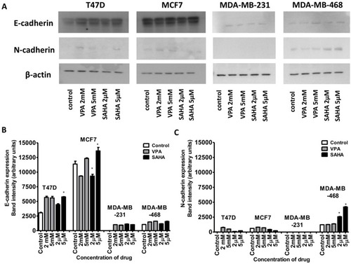 Figure 5 Effect of VPA and SAHA on the E-cadherin (A,B) and N-cadherin (A,C) protein expression.Notes: T47D, MCF7, MDA-MB-231 and MDA-MB-468 breast cancer cells were exposed to increasing concentrations of VPA (2 mM, 5 mM) or SAHA (2 µM, 5 µM) for 48 hrs. The expression of the E-cadherin and N-cadherin was analyzed by immunoblotting with the respective antibodies as described in “Materials and methods“ section. Image J was used to assess the intensity of the bands (densitometric measurement). Anti-β-actin antibody was used as a control. The differences between groups were evaluated using the one-way ANOVA; Tukey’s post-hoc test. p<0.05 was considered to indicate a statistically significant difference. Results were presented as mean ± SD.Abbreviations: VPA, valproic acid; SAHA, vorinostat.