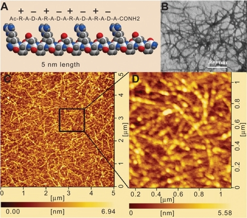 Figure 1 Molecular self-assembling peptide RADA16-I was evaluated by TEM and AFM. A) Molecular model of RADA16-I with 16 amino acid residues and the alternating positive and negative residue’s arrangement. B) TEM of RADA16-I peptide nanofiber (magnified ×40,000). C) The interwoven nanofiber networks of RADA16-I peptide by AFM scan. D) High-resolution deflection image of RADA16-I peptide nanofiber. The nanofiber scaffold presented here was observed at least three times.Abbreviations: TEM, transmission electron microscopy; AFM, atom force microscopy.