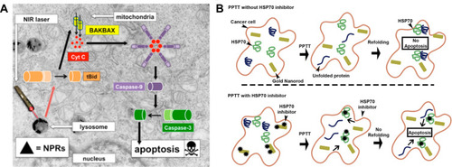 Figure 2 (A) Mechanism of apoptosis after NIR laser-irradiation. Reproduced with permission from Pérez-Hernández M, Del Pino P, Mitchell SG, et al. Dissecting the molecular mechanism of apoptosis during photothermal therapyusing gold nanoprisms. ACS Nano. 2015;9(1):52–61.Citation116 Copyright 2015, American Chemical Society. (B) Schematic illustration of HSP70 inhibitor optimized PTT. Reproduced with permission  from Ali MRK, Ali HR, Rankin CR, et al. Targeting heat shock protein70 using gold nanorods enhances cancer cell apoptosis in lowdose plasmonic photothermal therapy. Biomaterials. 2016;102:1–8. .Citation128 Copyright 2016, Elsevier.