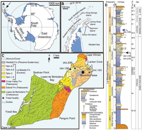 Figure 1. Location and stratigraphy of Seymour Island, Antarctica (A) map of Antarctica, showing the position of the Antarctic Peninsula; (B) map of the Antarctic Peninsula, showing the location of Seymour Island; (C) Geological map of Seymour Island, showing the outcrop of TELMs 5–6 with the localities IAA 1/90, IAA 2/95 and IAA 1/93 of the Eocene La Meseta Formation; (D) composite measured section trough the La Meseta and Submeseta formations, showing the stratigraphical position of the sampled localities IAA 1/90, IAA 2/95 and IAA 1/93. [175 × 160 mm, planned for whole page width].Notes: Modified from Schwarzhans et al. (Citation2016).