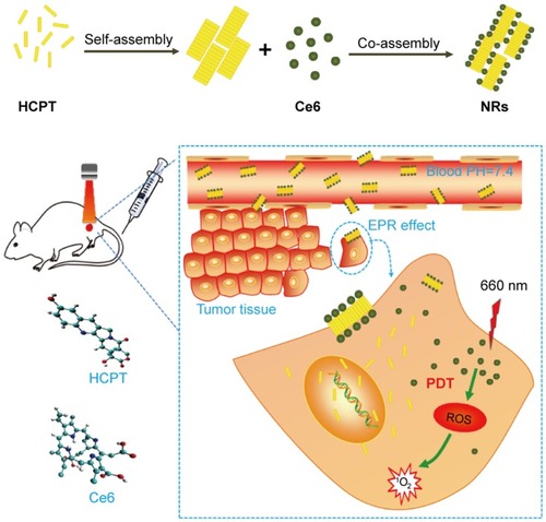 Scheme 1 Illustration for the preparation of carrier-free HCPT/Ce6 nanorods by co-assembling HCPT with Ce6 and the application of chemo-photodynamic synergetic antitumor therapy.Abbreviations: HCPT, 10-hydroxycamptothecine; Ce6, Chlorin e6; NRs, nanorods; ROS, reactive oxygen species; PDT, photodynamic therapy; EPR, enhanced permeability and retention.