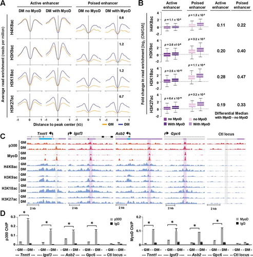 Figure 5. Overlap of p300 and MyoD at distinct chromatin state.(A) Normalized average H4K8ac, H3K9ac, H3K18ac, and H3K27ac read density in proliferating myoblasts (GM) and myoblasts differentiated for 24 hours (DM) was plotted 2 kb across p300 loci with or without a MyoD overlap at active or poised enhancers. (B) Quantification of log2-fold difference in histone acetylation between differentiation and proliferation as categorized in Panel A. The differential median for signal enrichment is displayed to the right. (C) Genome browser view of p300, MyoD and histone acetylation read density at Tnnt1, Igsf3, Asb2, and Gpc6 loci. Black bars show Refseq gene position and the colors of ChromHMM track below correspond to that designated to each chromatin state as illustrated in Figure 4(b). (D) ChIP-qPCR analysis was performed for identified target loci, using antibodies against p300 and MyoD. Normal IgG antiserum and a random locus (Ctl) were used as negative controls. Quantification is presented as the percentage of enrichment in relation to input chromatin DNA (error bars: SEM; n = 3; *, P <0.05).