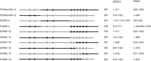 Figure 4. Summary of chimeras used to examine the role of SERCA1 C-terminus in ER retrieval. All of the chimeras were tagged with EGFP at their C-termini. The designated names are provided in the left column and their proposed locations, from analysis of co-localization studies, are indicated as well the precise sequences making up the chimeras. The filled horizontal lines represent PMCA3 sequence and the unfilled lines SERCA1 sequence. The vertical lines indicate the approximate locations of the transmembrane sequences.