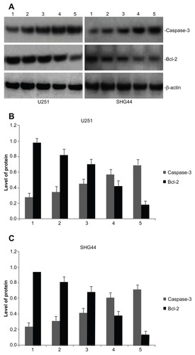 Figure 8 Effect of HAP nanoparticles on the expression of caspase-3 and bcl-2 protein in U251 and SHG44 cells in vivo. (A) Representative images of western blotting analysis of caspase-3 and bcl-2 expression. (B and C) Level of the caspase-3 and bcl-2 protein expression in tumors.Notes: Lane 1, the control group; lane 2, nano-HAP solution (25 mg/kg) group; lane 3, nano-HAP solution (50 mg/kg) group; lane 4, BCNU (25 mg/kg) group; lane 5, nano-HAP solution (25 mg/mL) and BCNU (25 mg/mL) group.Abbreviations: Nano-HAP, hydroxyapatite nanoparticles; U251, human glioma U251 cells; SHG44, human glioma SHG44 cells; BCNU, 1,3-bis(2-chloroethyl)-1-nitrosourea.