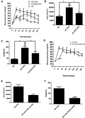 Figure 6 The effect of FMT from CCL4-deficient mice on glucose homeostasis in HFD-induced DM mice. The OGTTs, AUCs, and HOMA-IR were evaluated in both wild-type mice and CCL4 knockout mice fed an HFD (n = 6; (A–C)). The OGTTs, AUCs, and HOMA-IR were confirmed in HFD-induced DM mice with or without the FMT from CCL4 knockout mice (n = 3; (D–F)). WT represents wild-type mice; HFD represents HFD-induced DM mice; CCL4KO represents CCL4 knockout mice; FMT represents fecal microbiota transplant. *P < 0.05, **P < 0.01.