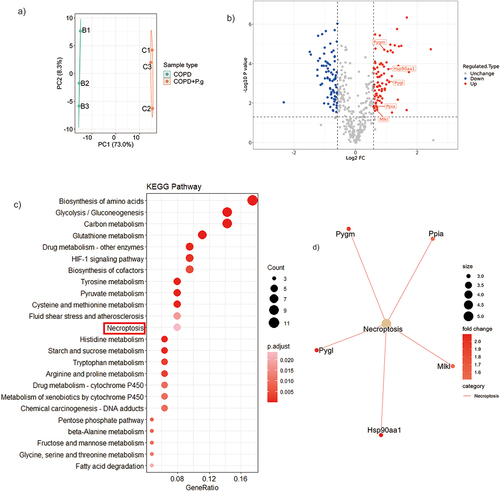 Figure 3. Hsp90α and MLKL are up-regulated in P. gingivalis-induced COPD aggravation revealed by proteomics. (a) PCA results between COPD and COPD+P.G group(n = 3). (b) Volcano plot for the differentially expressed proteins (gene names). The X-axis shows the Log2 FC, and the Y-axis shows the -Log10 P. value. The red and blue circles represent upregulated proteins and down-regulated proteins in COPD+P.G group, respectively. (c) The KEGG pathways analysis of all the upregulated differentially expressed protein in COPD+P.G group. (d) Visualization of the relationship between necroptosis pathways and up-regulated proteins (gene names).