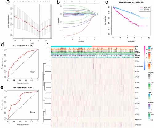 Figure 6. Using autophagy-related genes to establish prognostic risk model in KIRC. (a-b) Results of LASSO regression analysis and cross-validation. (c) Kaplan–Meier survival analysis between high-risk and low-risk groups according to the optimal cutoff value; (d) ROC curve for predicting 5-year survival time; (e) ROC curve for predicting 10-year survival time; (f) Heat map based on the correlation of this risk feature with clinical features. **P < 0.01, and ***P < 0.001