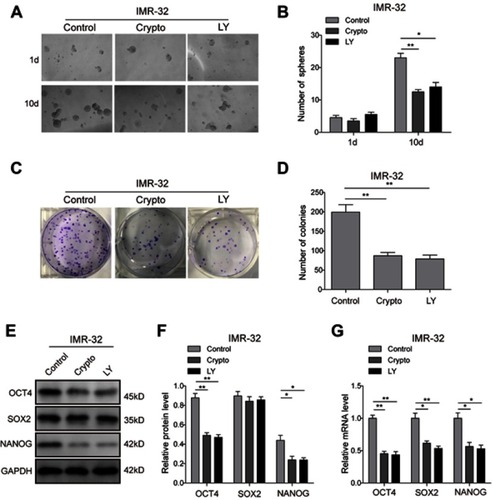 Figure S2 STAT3/AKT pathways are essential for cancer stem cell-like properties in IMR-32 cells. (A and B) The tumour-sphere formation assay showed that the LY294002 or Crypto treatment dramatically reduced the ability of IMR-32 cells to form spheres compared with the control group after 10-day incubation. (C and D) The colony formation assay showed that much fewer and smaller colonies were observed when LY294002 or Crypto was used in IMR-32 cells. (E–G) Protein (E and F) and mRNA (G) expression levels of stem cell-related transcription factor in IMR-32 cells detected by Western blot and RT-PCR. *P<0.05, **P<0.01 vs shNC group. All data are shown as the mean±SD based on three independent experiments.Abbreviation: LY, LY294002.