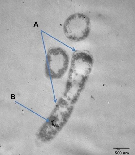 Figure 3 TEM analysis of E. coli after exposure to Cefotaxime-CS-AgNPs, and blue arrows explain its accumulation in cell wall (A) and inside the cell (B).