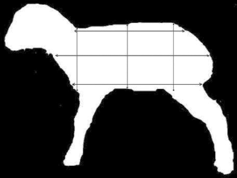 Figure 1. Measurement of lamb body dimensions by metre: longitudinal size (horizontal lines) and transverse size (vertical lines).