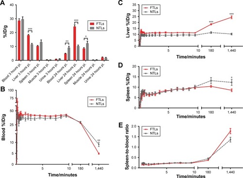 Figure 2 Biodistribution of FTLs and NTLs.Notes: (A) Biodistribution of 64Cu-FTLs and 64Cu-NTLs 3 hours pi. and 24 hours pi. Asterisks indicate statistically different means between the mean and maximum activity of 64Cu-FTLs and 64Cu-NTLs (bars represent mean %ID/g±SEM). (B–D) TAC of blood (B), liver (C), and spleen. (D) activity of 64Cu-FTLs and 64Cu-NTLs during a 10-minute dynamic PET scan immediately after injection and static 3 hours and 24 hours pi. scans (mean±SEM). (E) TAC of spleen-to-blood ratios for 64Cu-FTLs and 64Cu-NTLs during the initial 10-minute dynamic PET scan and static 3 hours and 24 hours pi. scans (mean±SEM, *P=0.032, **P=0.001, ***P<0.00001, unpaired Student’s t-test).Abbreviations: NTL, nontargeting liposomes; FTL, folate-targeting liposomes; TAC, time-activity curves; PET, positron emission tomography; SEM, standard error of mean.