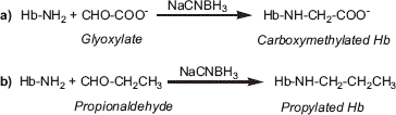 Figure 1. Schematic representation of carboxymethylation (a) and propylation (b) of Hb through reductive alkylation chemistry.