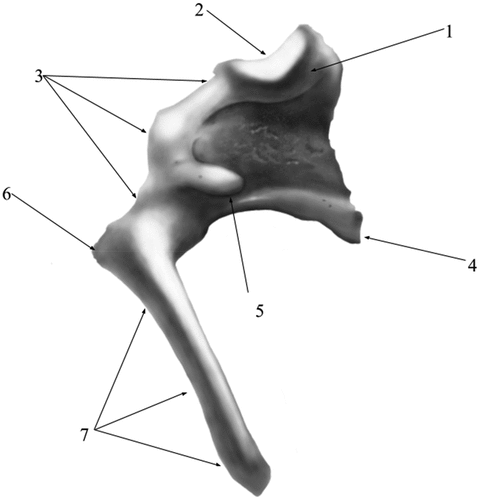 Figure 2. Malleus- graphical representation.