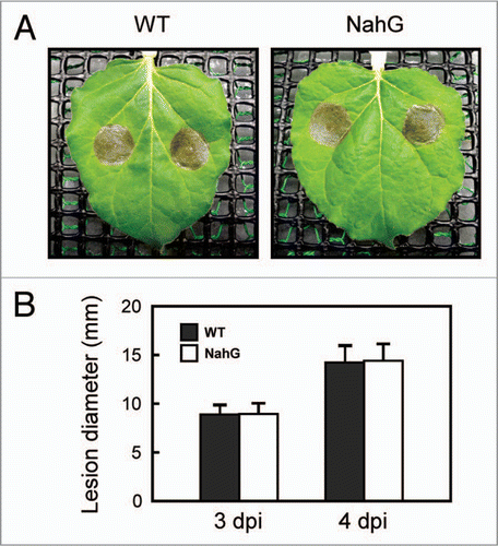 Figure 1 Effects of NahG transgene on susceptibility to B. cinerea. NahG and non-NahG (WT) leaves were inoculated with B. cinerea conidial suspension (1 × 105 conidia/ml). (A) Inoculated leaves were photographed at 4 days postinoculation (dpi). (B) Average diameter of lesions formed on the leaves at 3 and 4 dpi. Data are means ± SD from fourteen experiments.