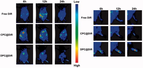 Figure 10. The in vivo fluorescence images of free DiR, CPC@DiR, and DPC@DiR.