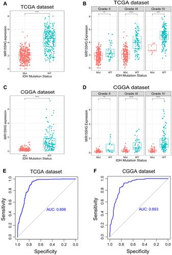 Figure 1 MIR155HG expression according to IDH status in TCGA and CGGA datasets. (A and C) MIR155HG was highly upregulated in IDH wild-type glioma of all grades. (B and D) MIR155HG was significantly increased in IDH wild-type glioma across different grades. (E and F) MIR155HG could serve as a biomarker to predict IDH wild-type glioma. **p < 0.01; ***p < 0.001; ****p < 0.0001.