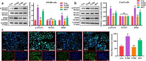 Figure 3. The STAT3/ZEB2 axis is the downstream target of BFT. a: Representative gel-blot images of p-STAT3, STAT3 and ZEB2 and statistical analysis of their grayscale values. b: the STAT3/ZEB2 axis was activated in the ETBF and BFT groups in the Caco2 intestinal barrier model. c: effects of ETBF, NTBF and BFT treatment on ZEB2 localization and fluorescence intensity in SW480 cells, as determined by if staining. Scale bar: 50 µm. Compared to the Con group, “a” represents P<0.05 and ns represents no significant difference.