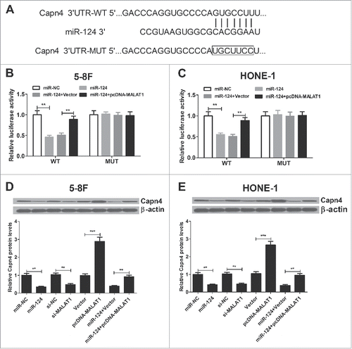 Figure 6. MALAT1 promotes Capn4 expression by sponging miR-124 in 5–8F and HONE-1 cells. (A) 3′ UTR binding sites of Capn4 within miR-124 are shown. (B and C) The relative luciferase activity was measured in 5–8F and HONE-1 cells co-transfected with Capn4-WT or Capn4-Mut reporter and miR-124 mimic or miR-124 mimic + pcDNA-MALAT1. (D and E) Western blot was performed to detect the Capn4 expression in 5–8F and HONE-1 cells transfected with si-MALAT1, pcDNA-MALAT1, miR-124 or co-transfected with miR-124 and pcDNA-MALAT1. **P < 0.01, ***P < 0.001 vs. controls.
