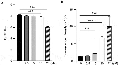 Figure 2. Effect of CHG on intracellular ROS generation in C. albicans. C. albicans cells were treated with different concentrations (0, 2.5, 5, 10, and 25 μM) of CHG for 2 h. a. cell viability determined by counting CFU after 24 h of incubation on YPD plates at 37°C. b. intracellular ROS levels. Three biological replicates were performed, and statistical significance of the differences between various groups are indicated (***p < 0.001, one-way ANOVA and Dunnett’s t test, two-tailed). The strain used was SN250 (WT).