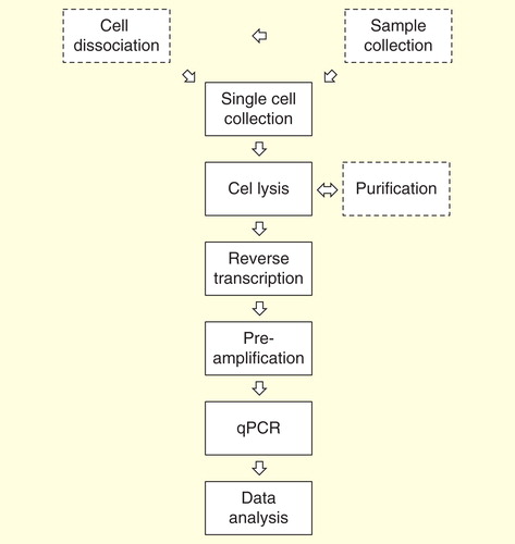 Figure 2. Overview of single-cell gene expression profiling by real-time quantitative PCR. Sample collection, cell dissociation and purification are study dependent steps.