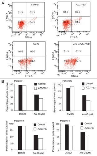 Figure 4 AZD7762 potentiated ara-C treatment on CD34+CD38−CD123+ stem cells compartments. (A) Primary leukemic cells from four patients were incubated for 48 h with or without 100 nM AZD7762 and/or 2 µM and then processed for apoptosis studies using annexin-V/7AAD staining after gating on CD34+CD38−CD123+. A representative AML sample is shown (B). Results are presented as percentage of survival cells.