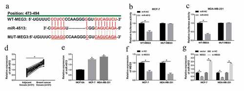 Figure 3. MEG3 was a target of miR-4513. (a) The predictive binding sites between miR-4513 and MEG3. (b and c) Dual-luciferase reporter analysis for the interaction between miR-4513 and MEG3 in MCF-7 and MDA-MB-231 cells. (d and e) The level of miR-4513 in breast cancer cells and cell lines. (f) The knockdown efficiency of si-MEG3 in MCF-7 and MDA-MB-231 cells. (g) QRT-PCR analysis for the roles of si-MEG3 and MEG3 in miR-4513 level. *P < 0.05