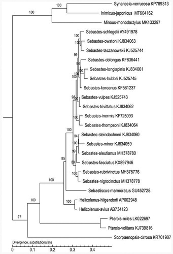 Figure 1. The phylogenetic tree was constructed based on the complete mitochondrial genomes of 26 species which from different genera in Serranidae. The number at each node is the bootstrap probability. The number behind the species name is the GenBank accession number.