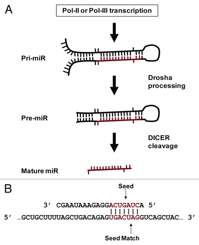 Figure 1 MiR biology. (A) MiR production. MiRs occur inter- and intragenically and can be transcribed by RNA Polymerase II or III (Pol-II or Pol-III).Citation23 Prior to nuclear export, the “pri-miR” hairpin is excised from the initial transcript by Drosha. Following nuclear export, the hairpin is processed by Dicer to produce the ∼20 nt mature miR. Image adapted from Bartel et al.Citation54 (B) MiR seeds and seed matches. Cartoon depicting a perfect seed match between a mature miR (top) and a target mRNA (bottom). The miR nucleotides commonly referred to as a “seed” (basepairs 2 through 8) and a perfect seed match in the mRNA are shown in red. Vertical lines indicate basepairing.