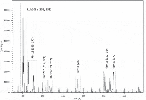 Figure 4. Electrotraces for identification of the cultivar ‘Meeker’ based on combination of seven microsatellite loci