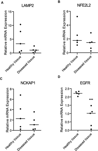 Figure 8 The relative expression level of mRNAs. (A) LAMP2. (B) NFE2L2. (C) NCKAP1. (D) EGFR. ***: P < 0.001.