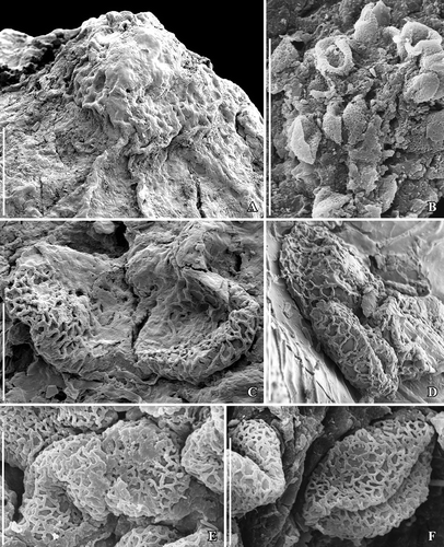 Figure 7. SEM images of Canrightiopsis intermedia gen. et sp. nov. Stigmatic area and pollen, from the Early Cretaceous Famalicão locality, Portugal (sample Famalicão 25). A. Stigmatic area covered by amorphous substance with pollen grains embedded (S174018). B. Group of monocolpate pollen clustered on fruit surface showing apertures (S174005). C. Pollen grains close to stigmatic area of fruits in (A). D. Pollen grains on surface of fruit in Figure 3C (S174004). E. Pollen grains on surface of fruit showing reticulum, columellae and beaded muri (S107702). F. Pollen grains on surface of fruit with pollen wall folded over aperture; reticulum well exposed showing scattered columellae (S107703). Scale bars – 100 µm (A), 50 µm (B), 10 µm (C–F).