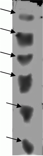 Figure 1.  Graph showing IC50 value Soybean varieties for HGP.