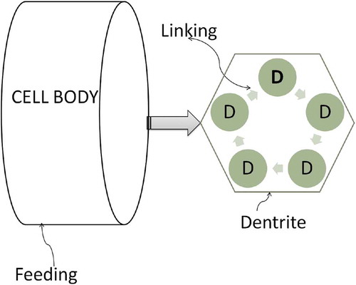 Figure 1. Representation of biological model.