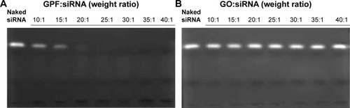 Figure 5 Agarose gel electrophoresis retardation assays of VEGF-siRNA complexed with GPF (A) and GO (B).Abbreviations: GO, graphene oxide; GPF, GO-poly-l-lysine hydrobromide/folic acid; siRNA, small interfering RNA; VEGF, vascular endothelial growth factor.