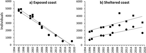 Figure 3. Eider counts at the time of moult (mid-July to mid-September) in areas categorised as exposed coast and sheltered coast, 1996–2019. Dotted lines = linear regressions of counts on year. Squares = estimated overall total counts (Exposed: β = −221.1 individuals per year, z = −92.7, df = 9, P < 0.001; Sheltered: β = 84.9 individuals per year, z = 35.9, df = 9, P < 0.001). Circles = empirical total counts, only including survey areas with no missing counts across years (Exposed: β = −204.3 individuals per year, z = −88.7, df = 9, P < 0.001; Sheltered: β = 66.2 individuals per year, z = 36.9, df = 9, P < 0.001).