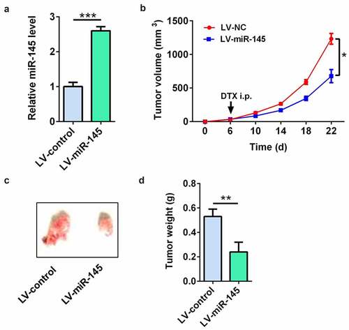 Figure 6. miR-145 overexpression enhanced the docetaxel sensitivity in vivo. (a) qRT-PCR analysis of miR-145 expression in MCF-7/DTX cells after LV-miR-145 transduction. (b-d) The tumor volume (b), tumor picture (c) and tumor weight (d) showed that miR-145 overexpression enhanced the docetaxel sensitivity in xenografts. Values were expressed as means (SD). *P < 0.05, **P < 0.001; ***P < 0.001.