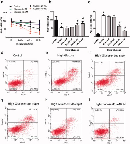 Figure 1. Edaravone inhibits the cell death and apoptosis caused by high glucose. Figure 1(a) shows the cell viability of Müller cells after they were treated with different concentrations of glucose for different durations. Figure 1(b) shows the effect of different concentrations of edaravone on cell viability. Figure 1(c) shows the effect of different concentrations of edaravone on cell apoptosis. Figure 1(d-i) shows the representative images of apoptosis measured by flow cytometry. Eda: edaravone. *p < 0.05 compared to the control group. #p < 0.05 compared to the vehicle group. N = 12.