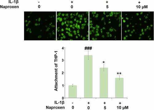 Figure 6. Naproxen prevents IL-1β-induced attachment of THP-1 monocytes to HUVECs. Cells were incubated with IL-1β (10 ng/mL) with or without naproxen (5, 10 μM) for 24 h. Attachment of THP-1 monocytes to HUVECs was measured using Calcein-AM staining (###, P < 0.005 vs. vehicle group; *, **, P < 0.05, 0.01 vs. IL-1β group)